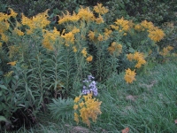 Goldenrod